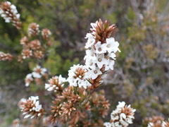 Epacris