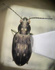 Bembidion levettei