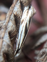 Erechthias chasmatias