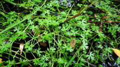 Ranunculus gmelinii