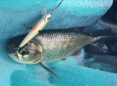 Brycon guatemalensis