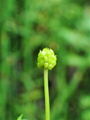 Ranunculus gmelinii