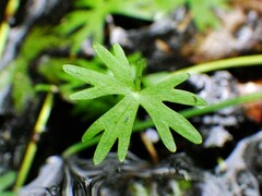 Ranunculus gmelinii