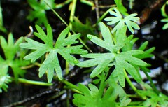 Ranunculus gmelinii
