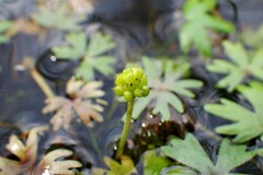 Ranunculus gmelinii