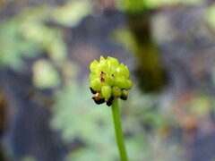 Ranunculus gmelinii