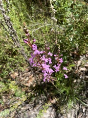 Stylidium lineare