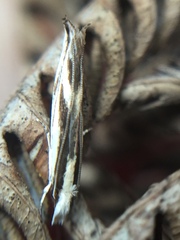 Erechthias chasmatias