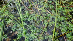 Ranunculus gmelinii