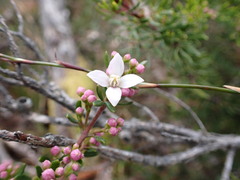 Boronia