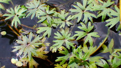 Ranunculus gmelinii