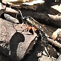 Itoplectis conquisitor