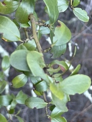 Ceanothus spinosus
