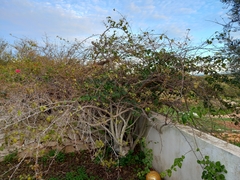 Pyrus bourgaeana