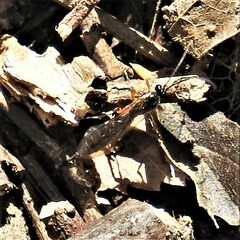 Itoplectis conquisitor