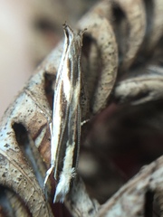 Erechthias chasmatias