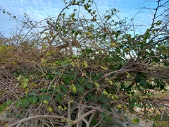 Pyrus bourgaeana