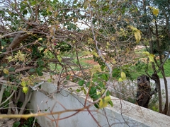 Pyrus bourgaeana