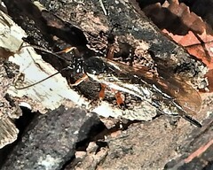 Itoplectis conquisitor