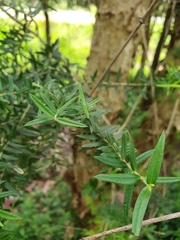 Melaleuca biconvexa