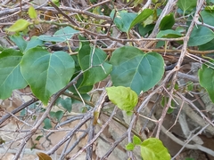 Pyrus bourgaeana