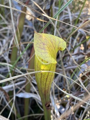 Sarracenia flava