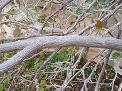 Pyrus bourgaeana