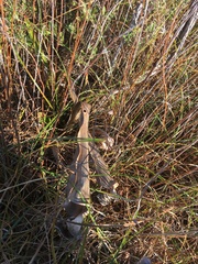Sarracenia flava