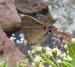 Parrhasius moctezuma