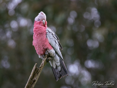 Eolophus roseicapilla albiceps