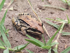 Leptodactylus mystacinus