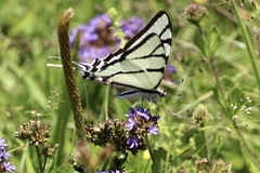 Eurytides bellerophon