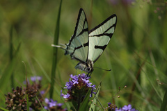 Eurytides bellerophon