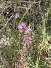 Centaurium tenuiflorum