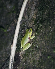 Ranoidea phyllochroa