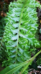 Blechnum gibbum