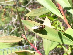 Odontomyia hunteri