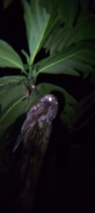 Caprimulgiformes
