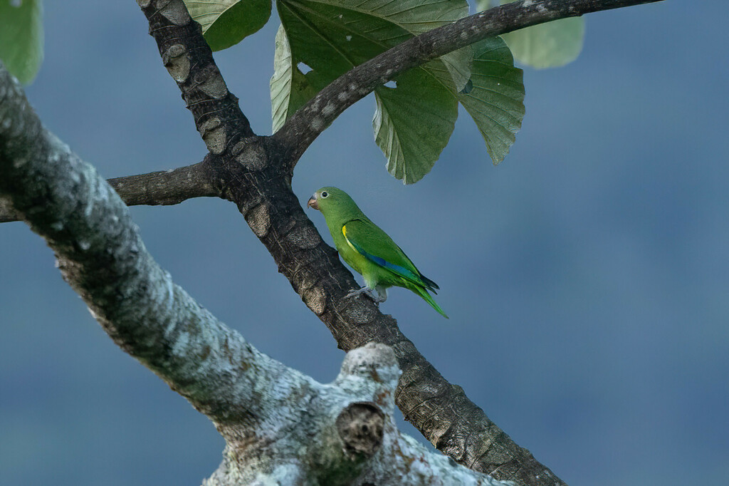 Cobalt-winged Parakeet