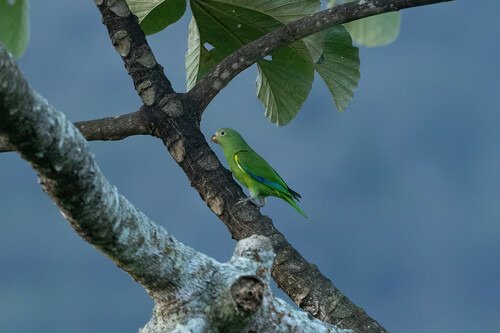 Cobalt-winged Parakeet