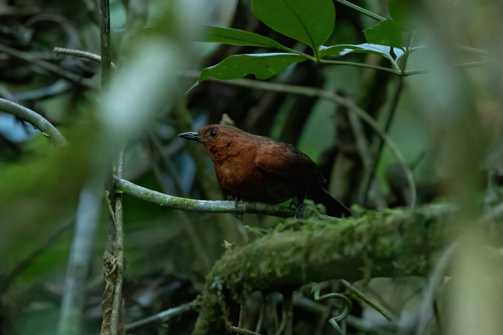 Chestnut-throated Spinetail