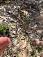 Leucopogon microphyllus