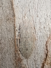 Ledromorpha planirostris