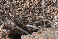 Veromessor pergandei