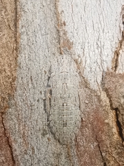 Ledromorpha planirostris