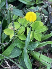 Arachis pintoi