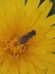 Toxomerus marginatus