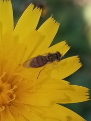 Toxomerus marginatus