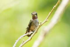 Calliphlox amethystina