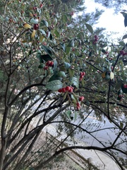 Cotoneaster franchetii